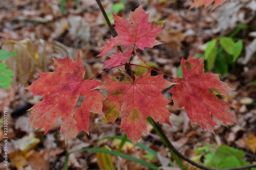 red maple leaves in autumn red maple leaves in autumn