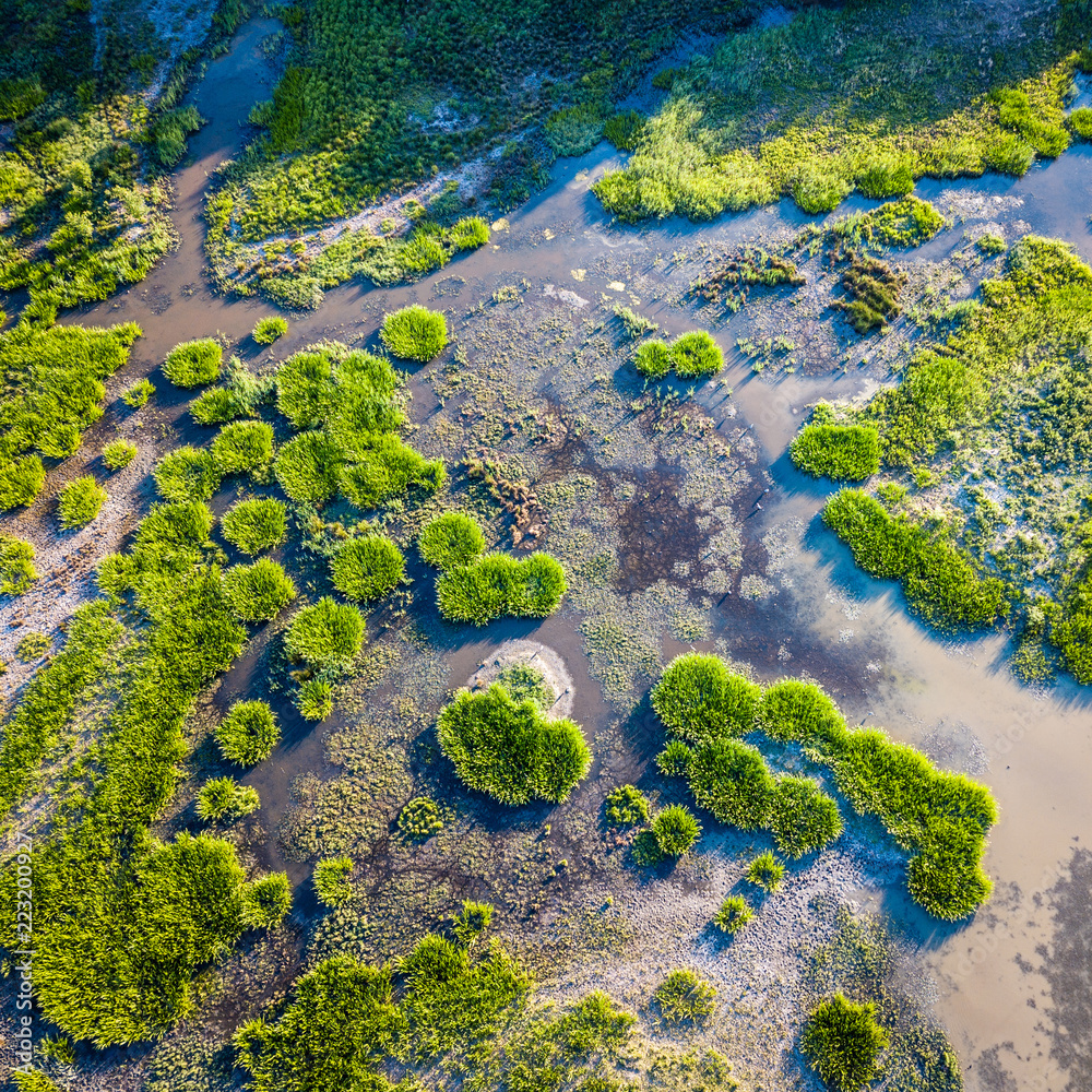 aerial shot of a swamp looks almost like algae