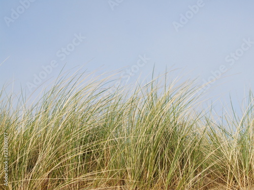 Green Reeds at the top of a Sand Dune against a Blue Sky