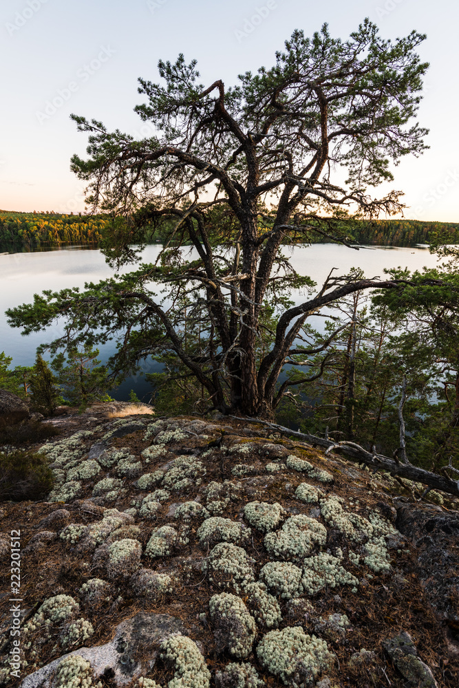 tree among moss by the lake