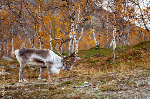 Big reindeer in the forest, Lapland, Finland