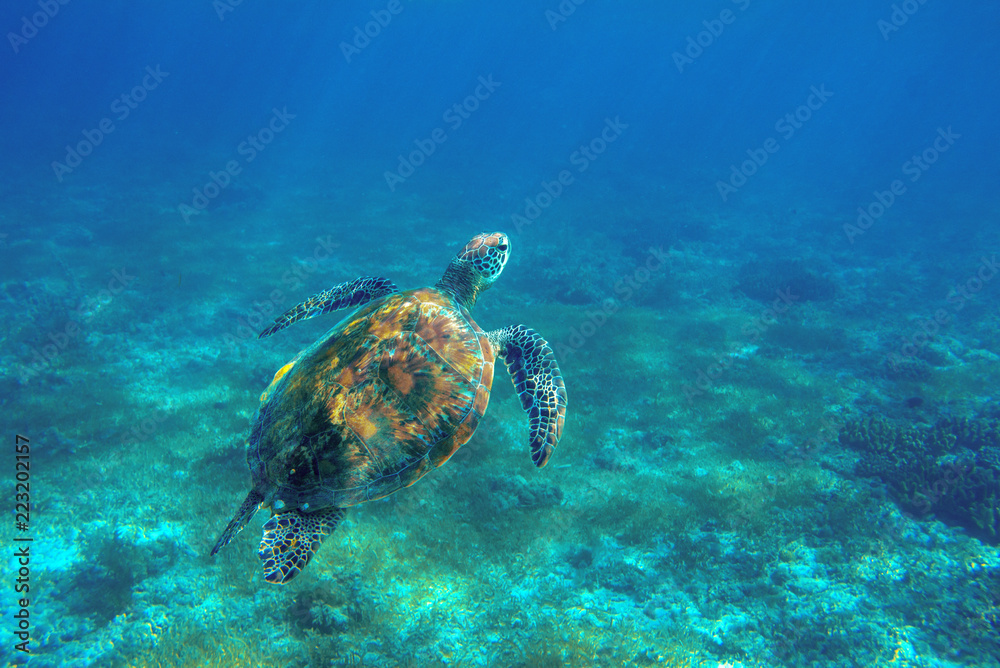 Sea turtle underwater photo. Endangered sea turtle closeup. Wildlife of tropical coral reef. Sea tortoise in open sea Sea turtle underwater photo. Endangered sea turtle closeup. Wildlife of tropical coral reef. Sea tortoise in open sea