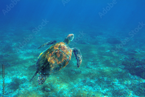 Sea turtle underwater photo. Endangered sea turtle closeup. Wildlife of tropical coral reef. Sea tortoise in open sea