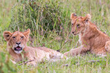 Resting Lion Cubs in the savannah