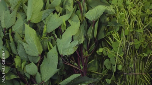 Roselle leaves and water fern for sale photo