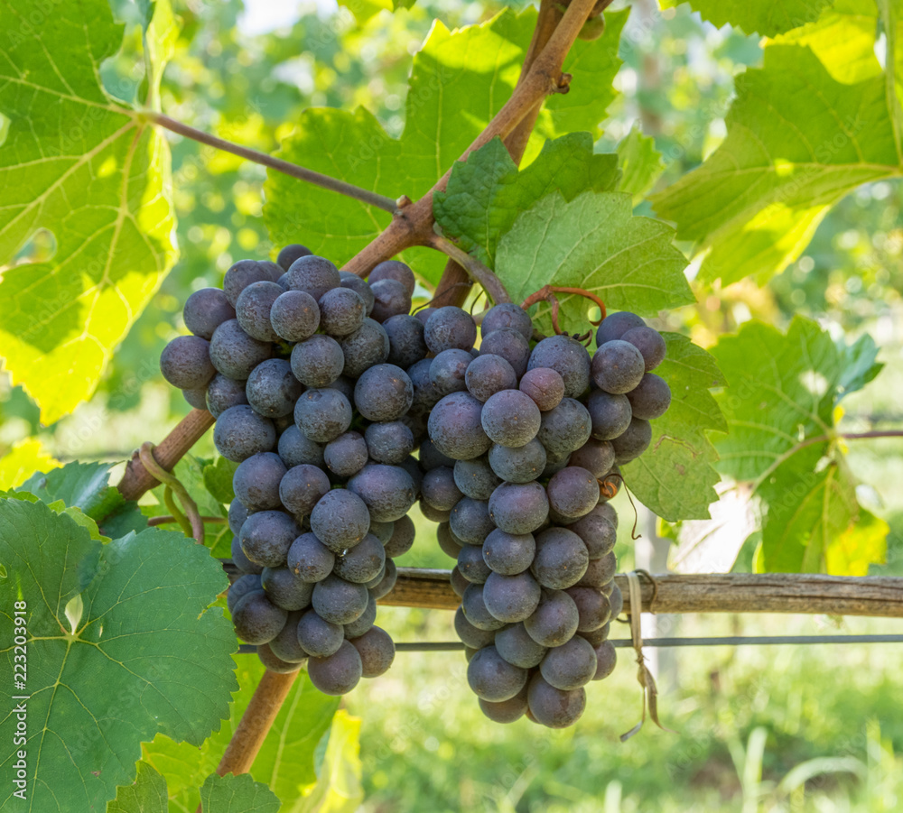 Pinot Grigio grape variety. Pinot Grigio is a white wine grape variety that is made from grapes with grayish, white red, and or purple skins. Trentino Alto Adige, Italy. Guyot Vine Training System
