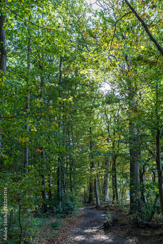 Gespensterwald Gespensterwald