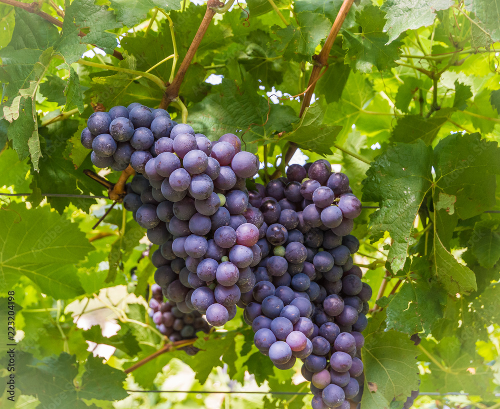Schiava (Vernatsch) grape variety. This indigenous grape variety had a central role in South Tyrol/Südtirol (Italy) winegrowing since the sixteenth century