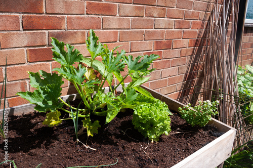 Growing veg in containers photo