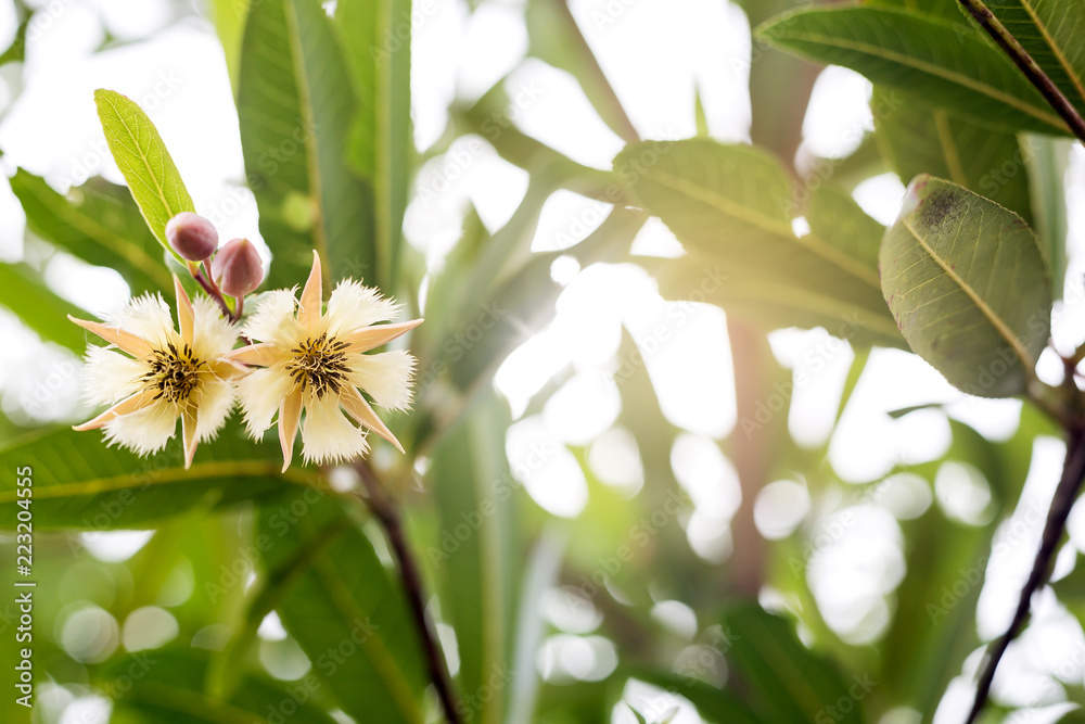 Elaeocarpus grandiflorus geen leaf tree plant fresh nature Elaeocarpus grandiflorus geen leaf tree plant fresh nature