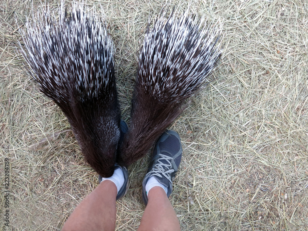 Obraz premium Porcupine attack