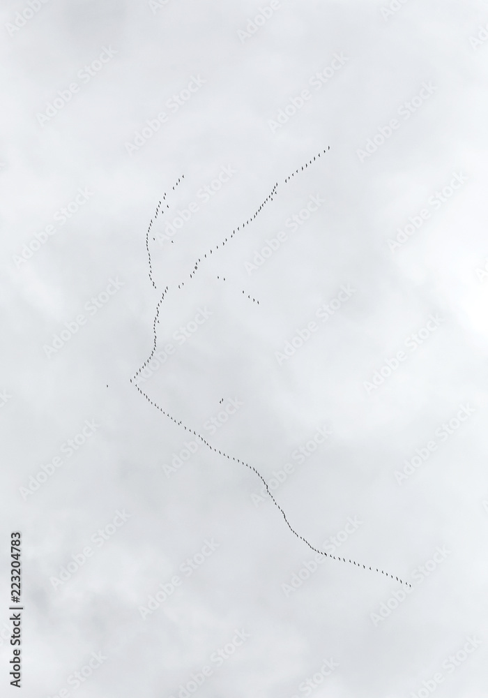Autumn migration of a huge flock of wild birds