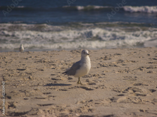 Seagull, Long Island, NY