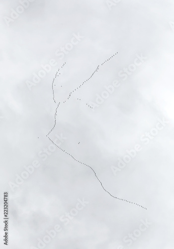 Obraz na płótnie Autumn migration of a huge flock of wild birds w salonie