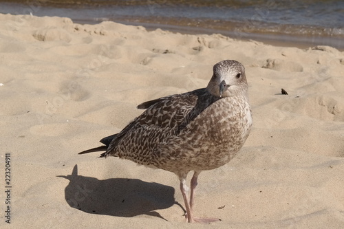 a seagull at the coast of usedom in the baltic sea