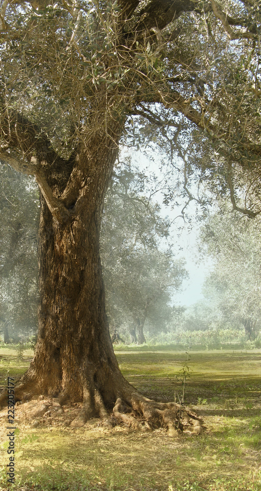 Olive trees, Puglia, Italy