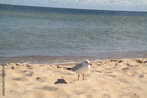 some seagulls on the beach or a wavebreaker at usedom in the baltic sea photo