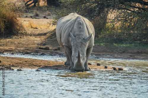 A cute white bull rhino drinking water in Makorwane dam hide in PIlanesberg north west province south africa photo