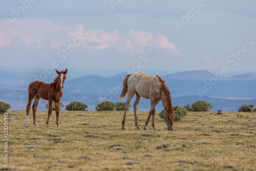 Pair of Cute Wild Horse Foals