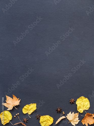 autumn leaf on a dark background  top view  orange leaf  place for inscription  template for text