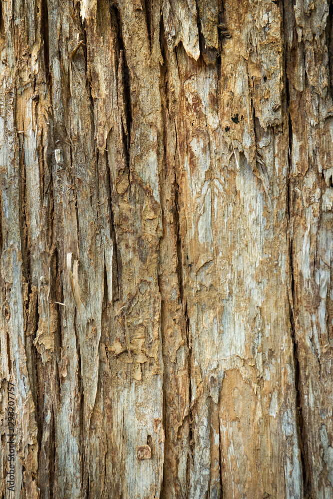 Beautiful detail of Tectona grandis bark close up. Beautiful detail of Tectona grandis bark close up.