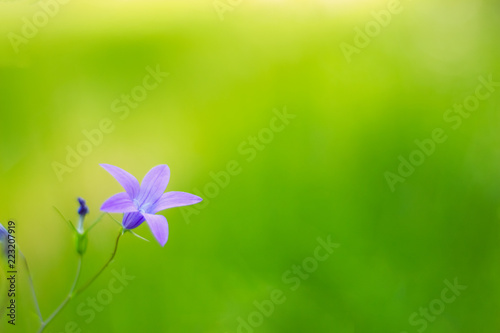 Beautiful bud bell flower