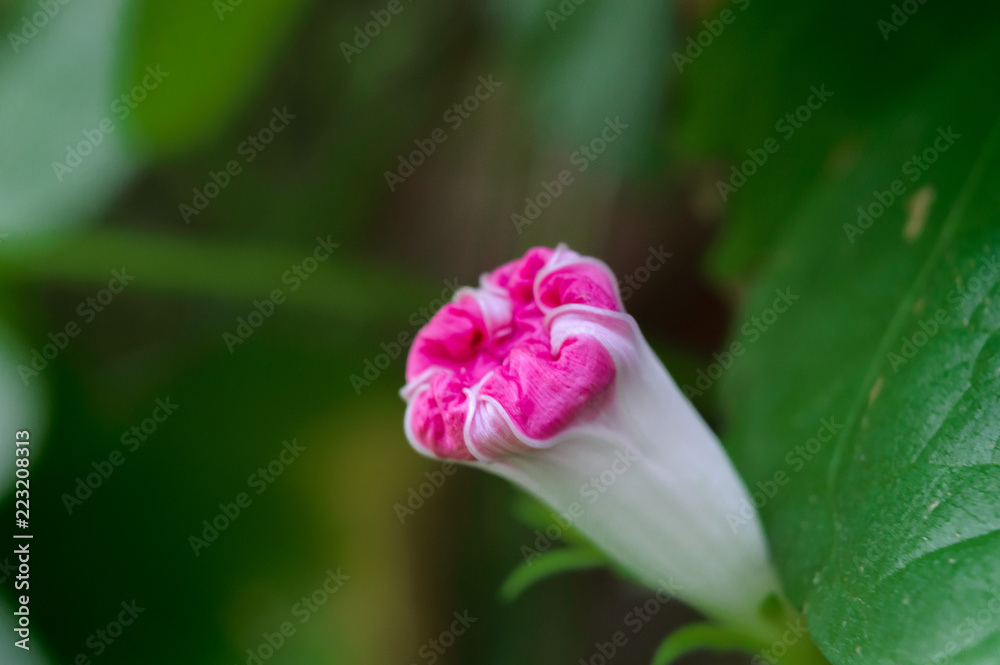 Fototapeta premium beautiful bud