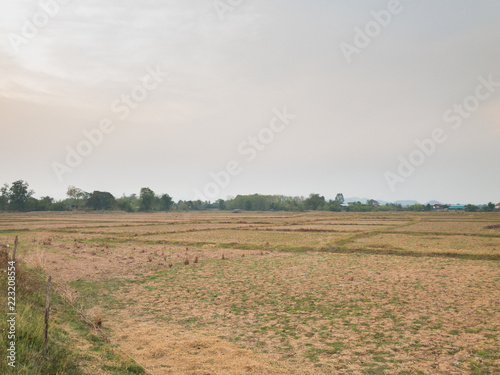 Dry land of old rice field after harvest season.