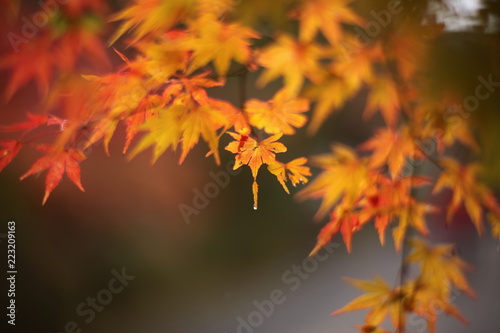 Autumn Foliage (leaf)