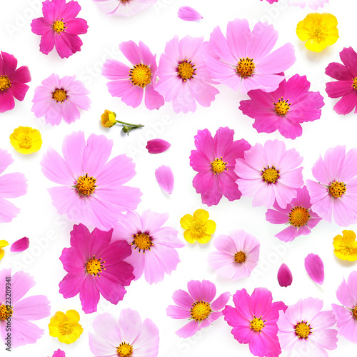  Pink Cosmos flowers isolated on white background, top view, seamless pattern.