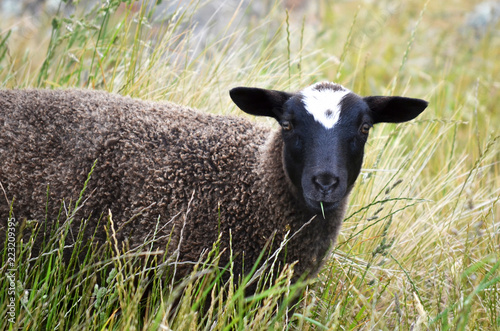 sheep in field