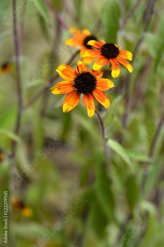 Prairie Glow Brown-Eyed Susan