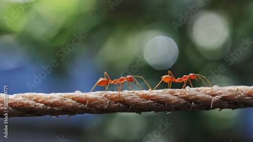Ant worker walk on the wire