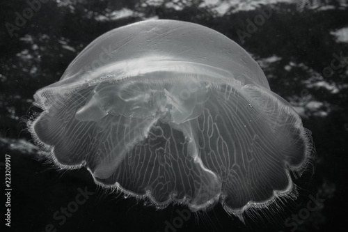 Moon Jellyfish in Dark Water