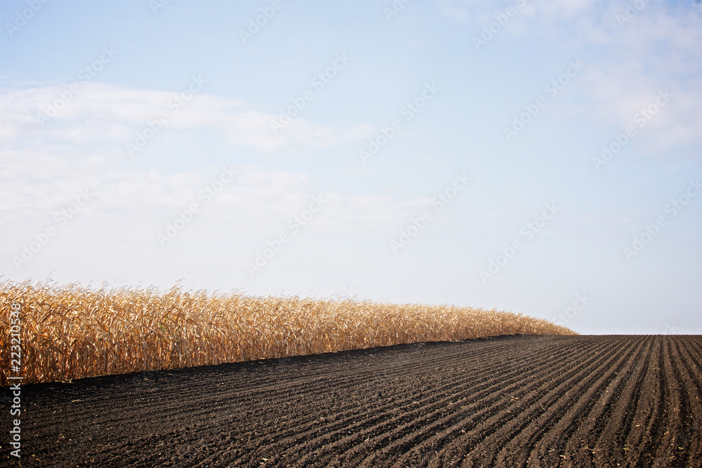 ripe corn on the field
