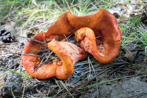 Weird, bright orange, edible Lobster Mushroom. Unusual fungus growing wild, curled up with pine needles photo