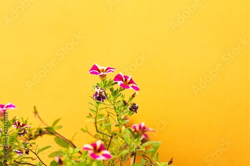 Violet petunia flowers and a yellow wall background (Marche, Italy, Europe) © Tommaso