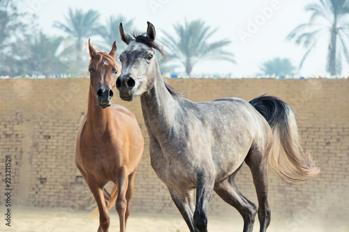 Fototapeta Naklejka Na Ścianę i Meble -  running arabian horses in the  paddock