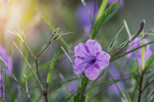 Violet flowers of petunia in small garden
