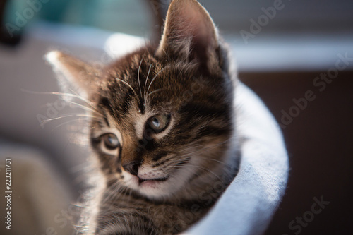 Kitten in a basket.