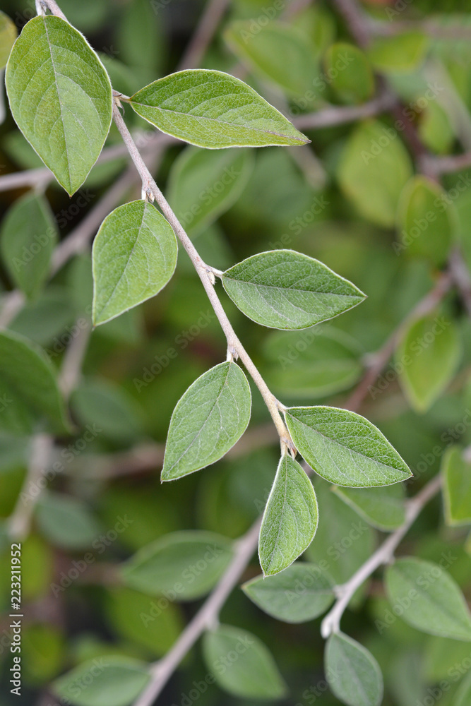 Franchets cotoneaster Franchets cotoneaster