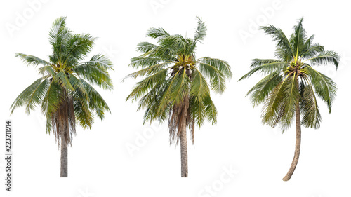 set of coconut trees on white background
