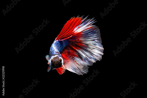 Bild auf Leinwand The moving moment beautiful of siamese betta fish or splendens fighting fish in thailand on black background