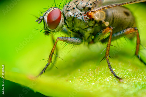 Diptera Brachycera House Fly © Ezume Images