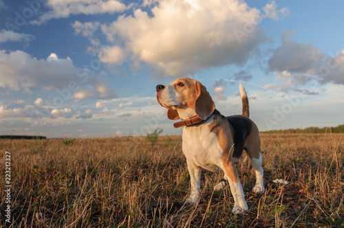 Beagle dog on the background of thick clouds