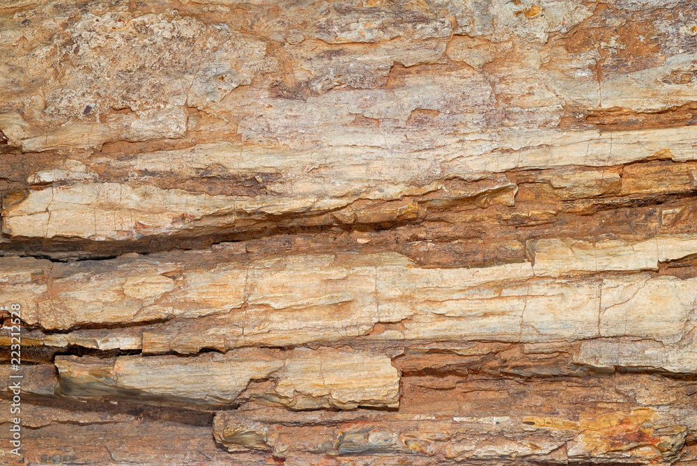 Natural background, fossilized wood Natural background, fossilized wood