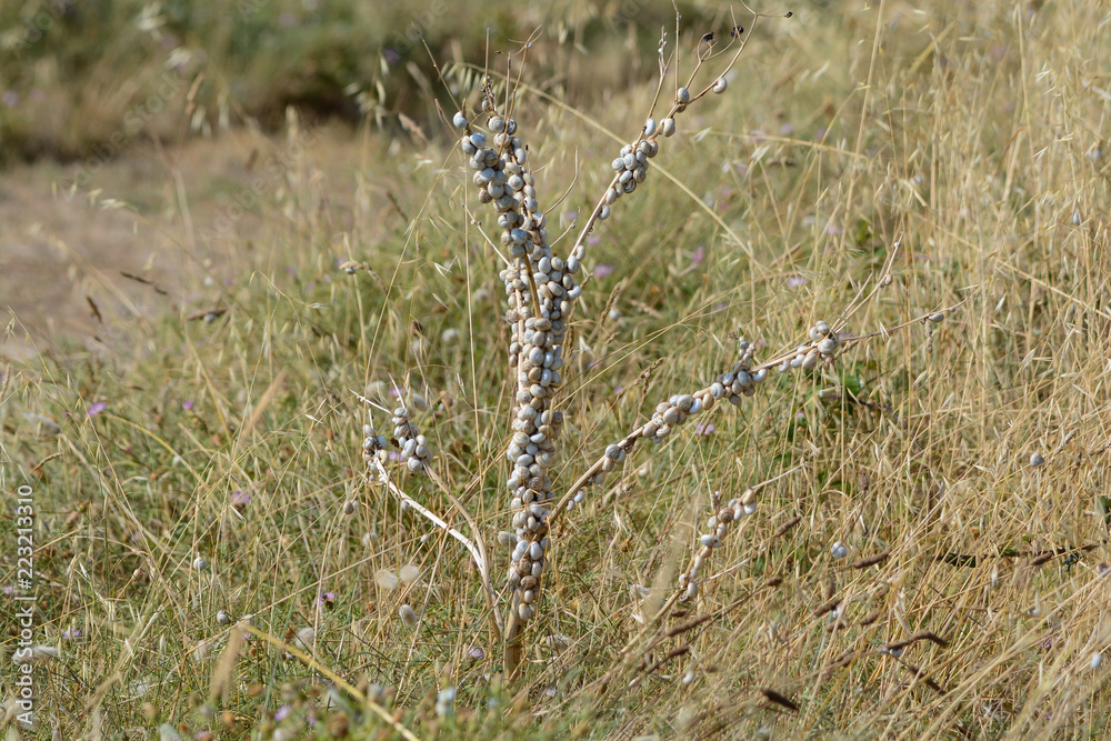 arbre à coquillages