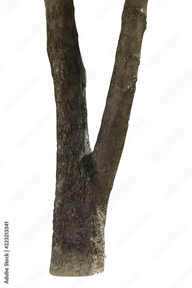Obraz premium tree bark texture isolated on white