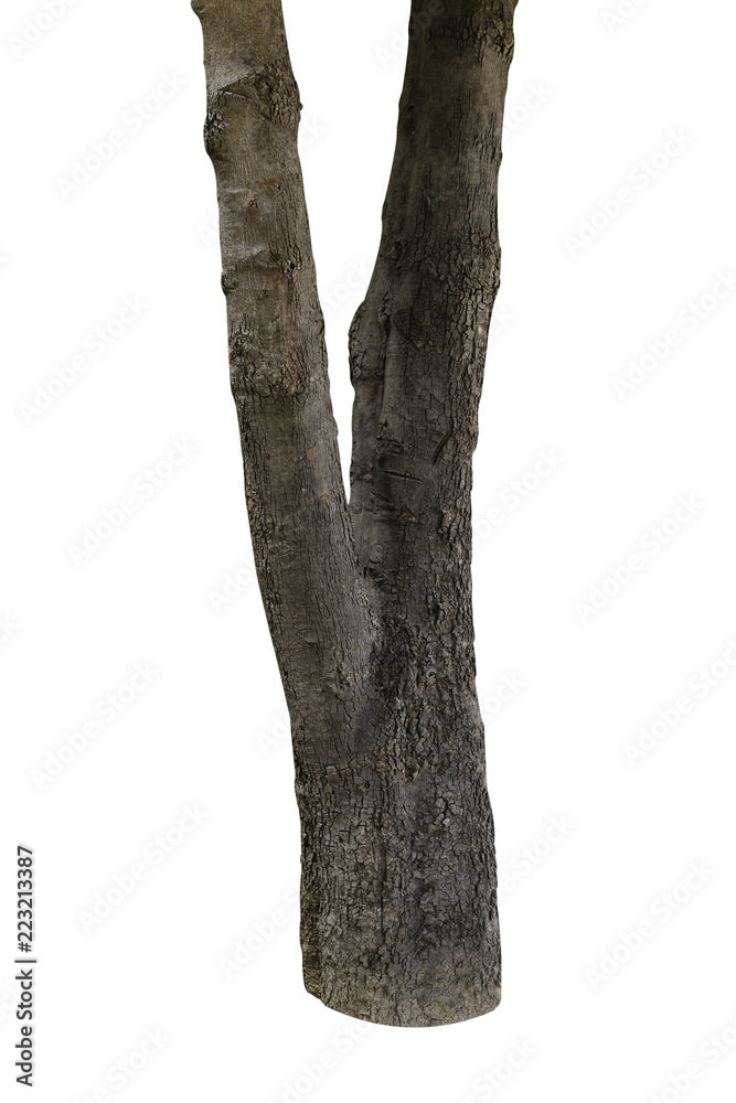 Naklejka premium tree bark texture isolated on white