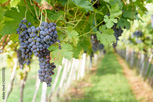 Bunches of ripe red grapes ready to be picked up and will become a tasty wine like Valpolicella, Amarone or Recioto